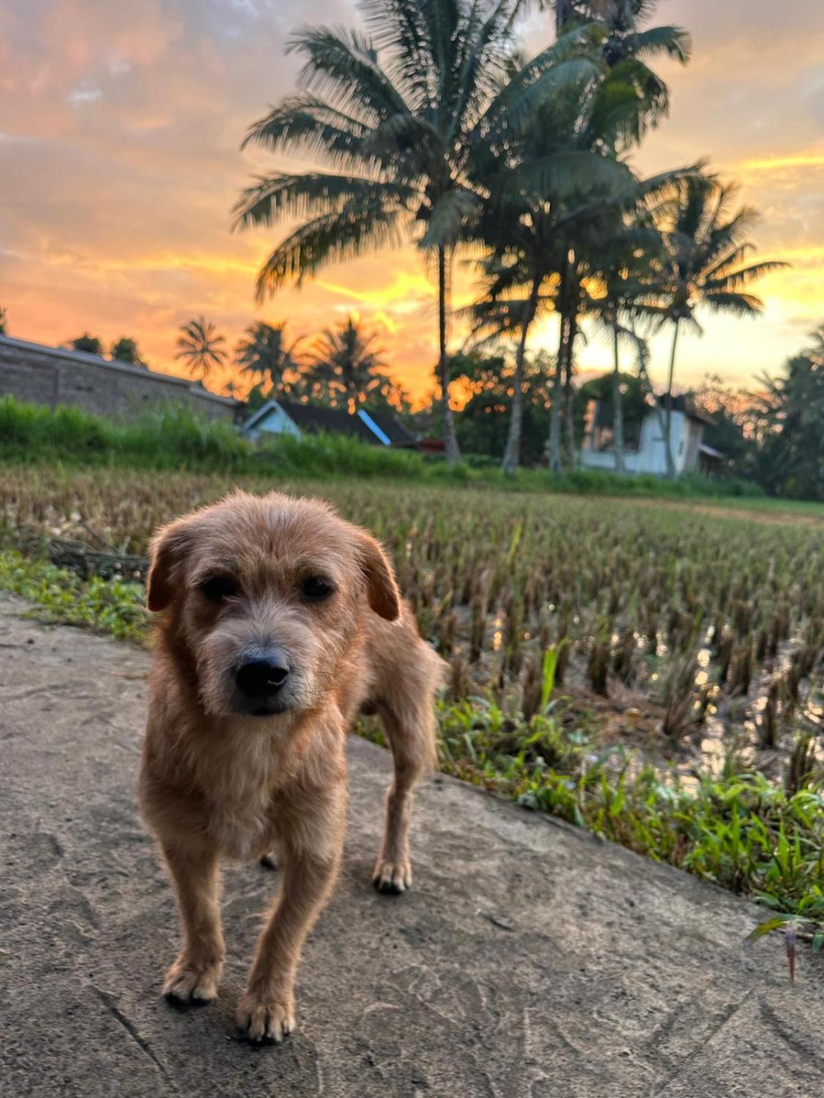 Myhome - Lombok Tetebatu