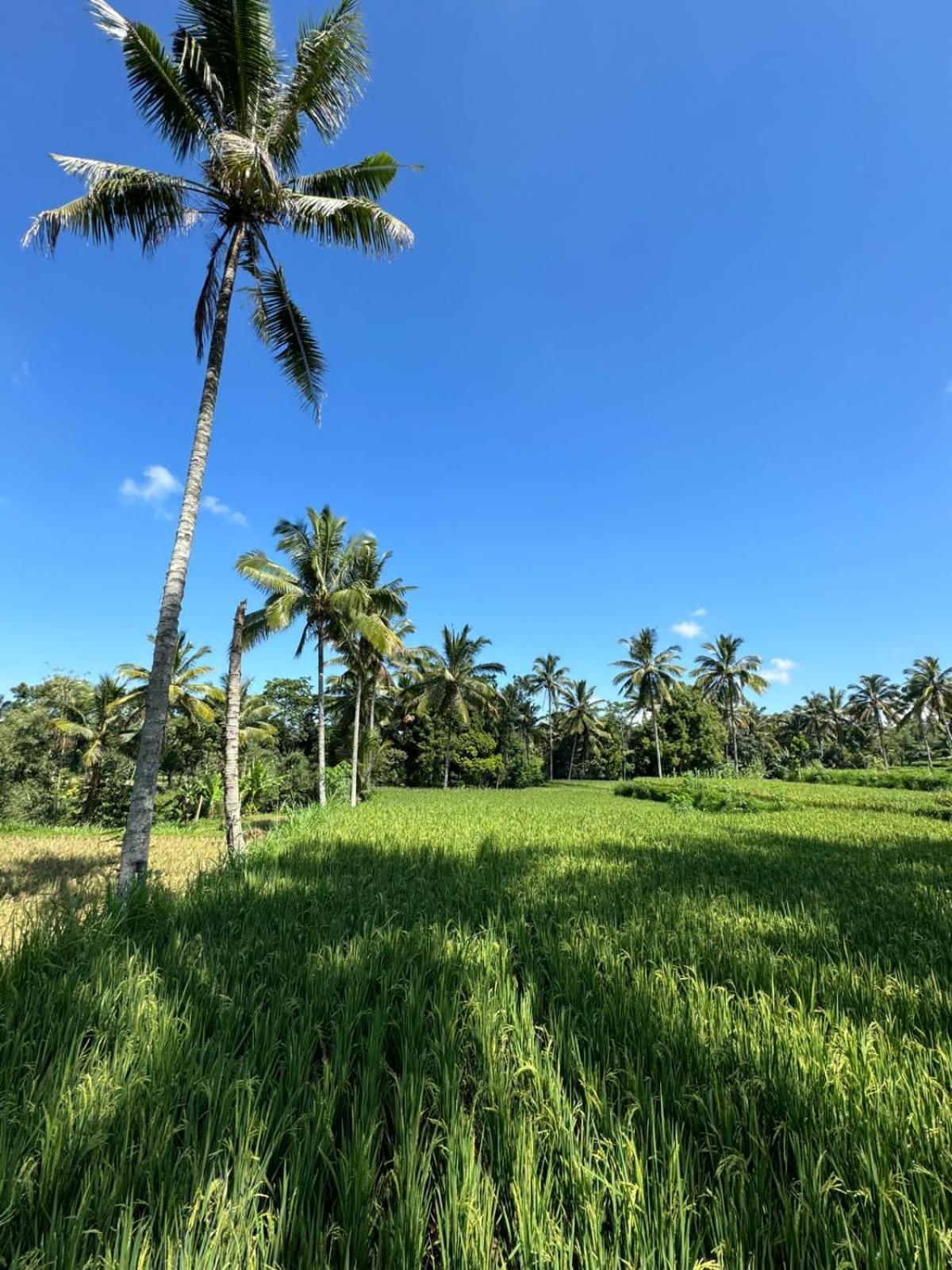 Myhome - Lombok Privatunterkunft Tetebatu
